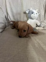 Pink - Ellie Girl Cream, a male Miniature Dachshund for sale in Morrill, NE – Photo 2 of 3