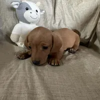 Pink - Ellie Girl Cream, a male Miniature Dachshund for sale in Morrill, NE – Photo 3 of 3