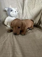 Pink - Ellie Girl Cream, a male Miniature Dachshund for sale in Morrill, NE – Photo 3 of 3