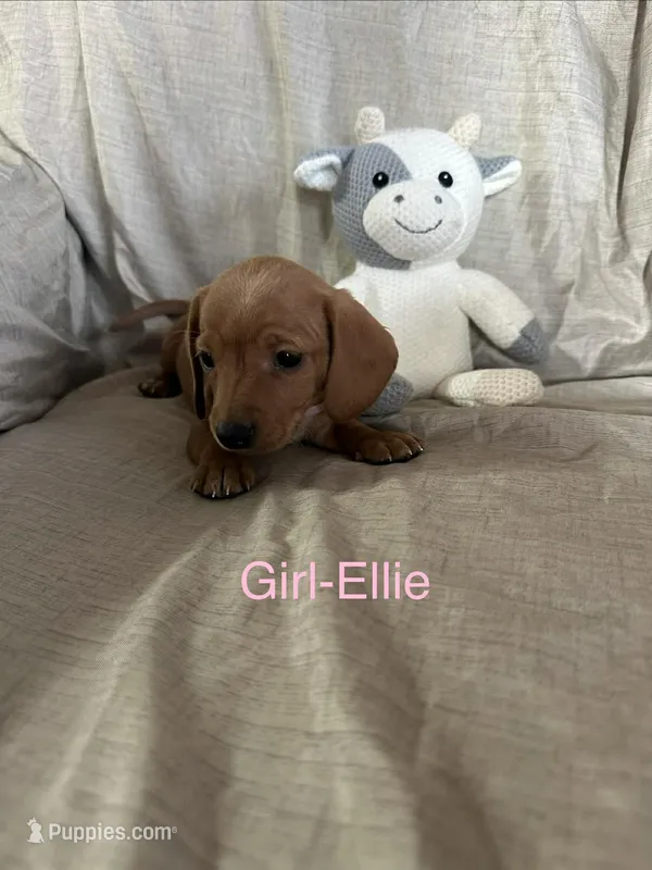 Pink - Ellie Girl Cream