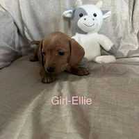 Pink - Ellie Girl Cream, a male Miniature Dachshund for sale in Morrill, NE – Photo 1 of 3