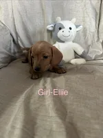 Pink - Ellie Girl Cream, a male Miniature Dachshund for sale in Morrill, NE – Photo 1 of 3
