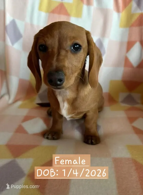 Pink - Ellie Girl Cream – Miniature Dachshund puppy for sale in Morrill, NE