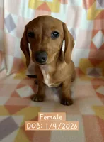 Pink - Ellie Girl Cream, a female Miniature Dachshund for sale in Morrill, NE – 1 of 4