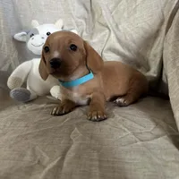 Turquoise - Ellie Girl Cream, a male Miniature Dachshund for sale in Morrill, NE – Photo 2 of 3