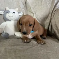 Turquoise - Ellie Girl Cream, a male Miniature Dachshund for sale in Morrill, NE – Photo 3 of 3