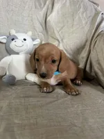 Turquoise - Ellie Girl Cream, a male Miniature Dachshund for sale in Morrill, NE – Photo 3 of 3