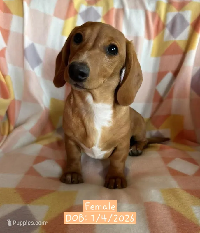 Turquoise - Ellie Girl Cream – Miniature Dachshund puppy for sale in Morrill, NE