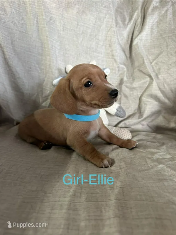 Turquoise - Ellie Girl Cream