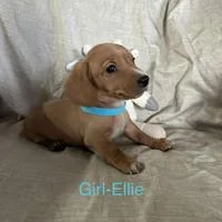 Turquoise - Ellie Girl Cream, a male Miniature Dachshund for sale in Morrill, NE – Photo 1 of 3