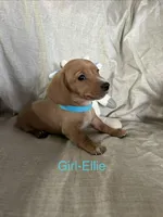 Turquoise - Ellie Girl Cream, a male Miniature Dachshund for sale in Morrill, NE – Photo 1 of 3