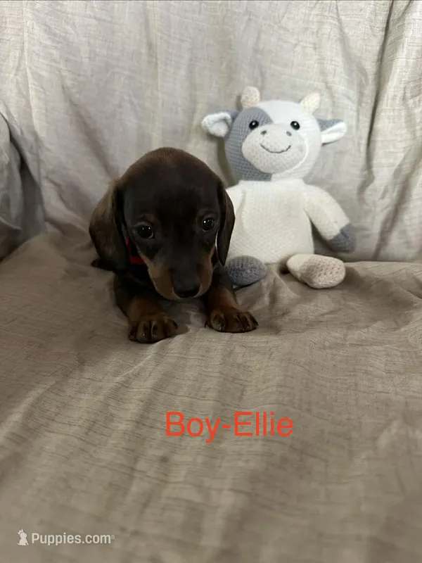 Red - Ellie Boy Chocolate & Tan
