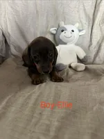Red - Ellie Boy Chocolate & Tan, a male Miniature Dachshund for sale in Morrill, NE – Photo 1 of 3
