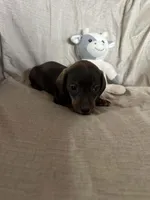 Red - Ellie Boy Chocolate & Tan, a male Miniature Dachshund for sale in Morrill, NE – Photo 2 of 3