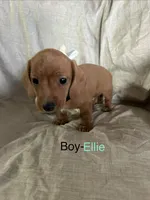 Black/Turquoise - Ellie Boy Cream, a male Miniature Dachshund for sale in Morrill, NE – Photo 1 of 3
