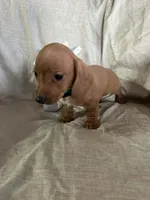 Black/Turquoise - Ellie Boy Cream, a male Miniature Dachshund for sale in Morrill, NE – Photo 2 of 3