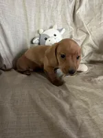 Black/Turquoise - Ellie Boy Cream, a male Miniature Dachshund for sale in Morrill, NE – Photo 3 of 3