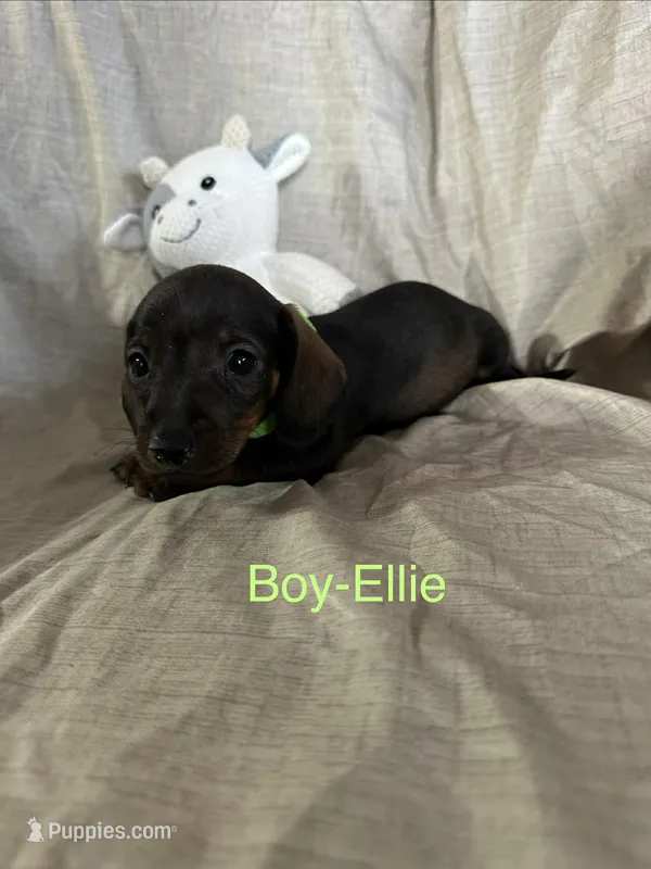 Lime Green - Ellie Boy Chocolate & Tan