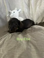 Lime Green - Ellie Boy Chocolate & Tan, a male Miniature Dachshund for sale in Morrill, NE – Photo 1 of 3