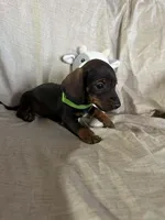 Lime Green - Ellie Boy Chocolate & Tan, a male Miniature Dachshund for sale in Morrill, NE – Photo 2 of 3