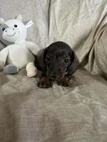 Lime Green - Ellie Boy Chocolate & Tan, a male Miniature Dachshund for sale in Morrill, NE – Photo 3 of 3