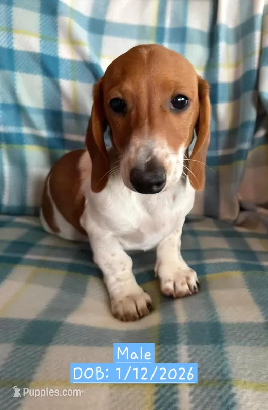 White - Naddie Boy Red Pie Bald – Miniature Dachshund puppy for sale in Morrill, NE