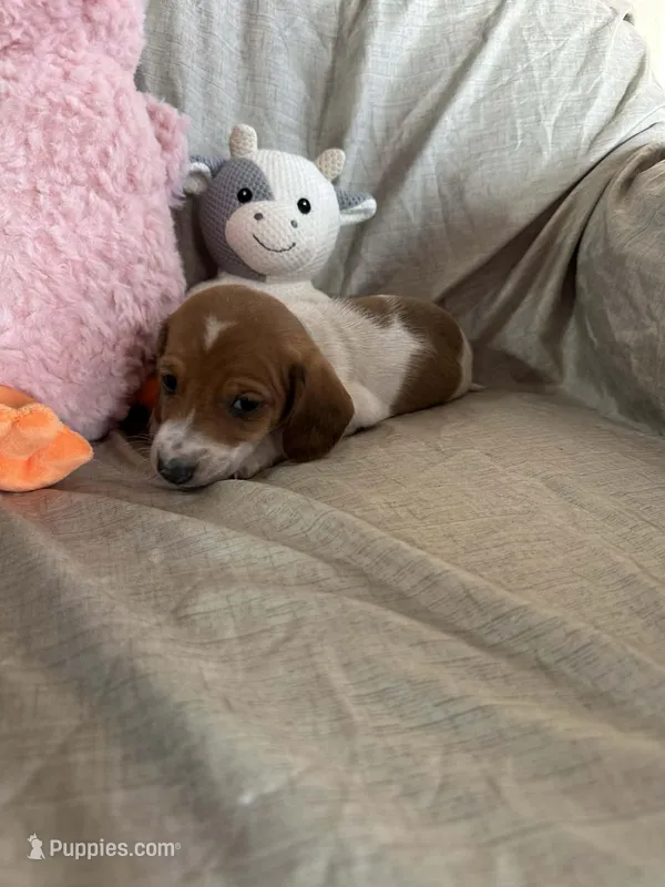 White - Naddie Boy Red Pie Bald