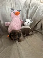 Orange - Naddie Boy Tri-Color Pie Bald/Ticking, a male Miniature Dachshund for sale in Morrill, NE – Photo 2 of 3