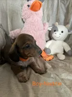 Orange - Naddie Boy Tri-Color Pie Bald/Ticking, a male Miniature Dachshund for sale in Morrill, NE – Photo 1 of 3