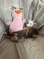 Orange - Naddie Boy Tri-Color Pie Bald/Ticking, a male Miniature Dachshund for sale in Morrill, NE – Photo 3 of 3