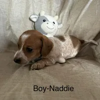 Black - Naddie Boy Pie Bald with Ticking , a male Miniature Dachshund for sale in Morrill, NE – Photo 3 of 3