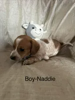 Black - Naddie Boy Pie Bald with Ticking , a male Miniature Dachshund for sale in Morrill, NE – Photo 3 of 3