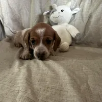 Black - Naddie Boy Pie Bald with Ticking , a male Miniature Dachshund for sale in Morrill, NE – Photo 2 of 3
