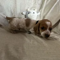 Black - Naddie Boy Pie Bald with Ticking , a male Miniature Dachshund for sale in Morrill, NE – Photo 1 of 3