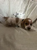 Black - Naddie Boy Pie Bald with Ticking , a male Miniature Dachshund for sale in Morrill, NE – Photo 1 of 3