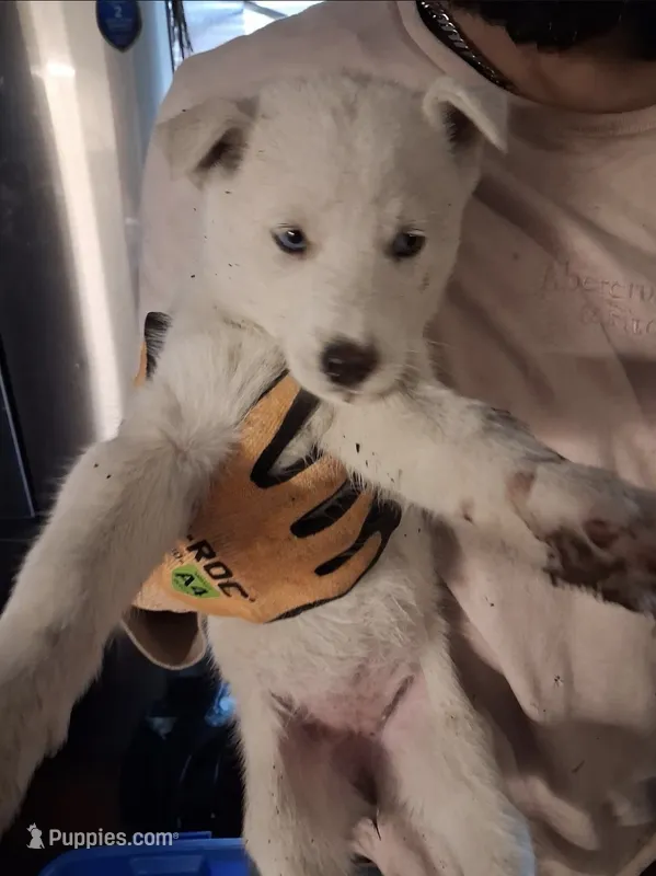 Girl puppy 2, a female Siberian Husky for sale in Springfield, MA – 1 of 1