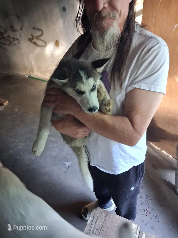 Male puppy – Siberian Husky puppy for sale in Springfield, MA