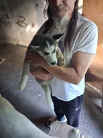 Male puppy, a male Siberian Husky for sale in Springfield, MA – 1 of 5
