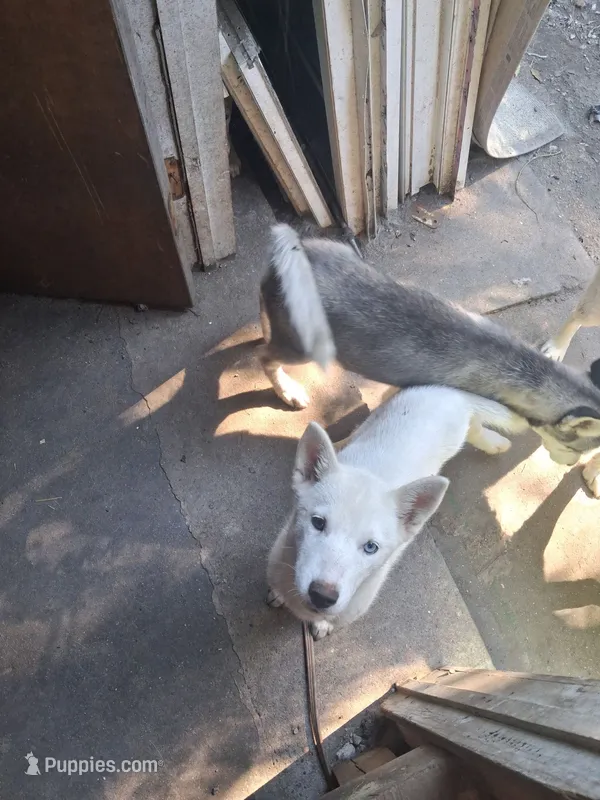White puppy #1 – Siberian Husky puppy for sale in Springfield, MA
