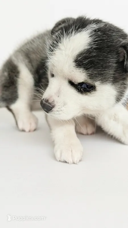 Black & White Siberian Husky Male – Blue Eyes – Classic Mask  – Siberian Husky puppy for sale in Springfield, MA