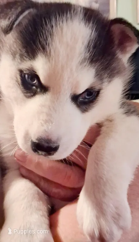 Black & White Siberian Husky Male – Blue Eyes – Classic Mask 
