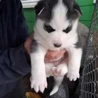 Black & White Siberian Husky Male – Blue Eyes – Classic Mask , a male Siberian Husky for sale in Springfield, MA – Photo 4 of 4
