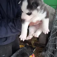Black & White Siberian Husky Male – Blue Eyes – Classic Mask , a male Siberian Husky for sale in Springfield, MA – Photo 2 of 4