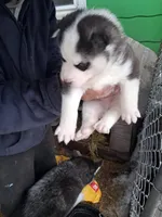 Boy Puppy , a male Siberian Husky for sale in Springfield, MA – Photo 2 of 3