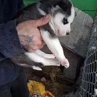 Black & White Siberian Husky Male – Blue Eyes – Classic Mask , a male Siberian Husky for sale in Springfield, MA – Photo 3 of 4