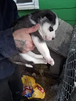 Boy Puppy , a male Siberian Husky for sale in Springfield, MA – Photo 3 of 3