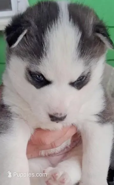 Black & White Siberian Husky Male – Blue Eyes – Classic Mask 