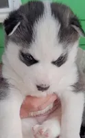 Black & White Siberian Husky Male – Blue Eyes – Classic Mask , a male Siberian Husky for sale in Springfield, MA – Photo 1 of 4
