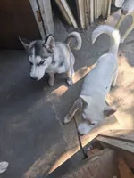 White puppy #1, a female Siberian Husky for sale in Springfield, MA – 4 of 8