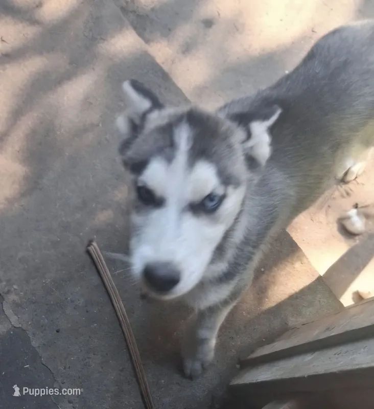 Baby Levi – Siberian Husky puppy for sale in Springfield, MA